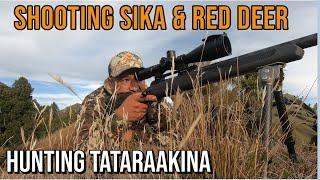 Shooting Sika & Red - Tataraakina Feb  2021