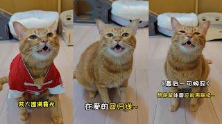 Chinese Singing Cat (Baozi包子) Compilation | Douyin TikTok China