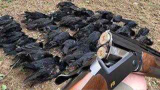 Crow Shooting in EXTREME Wind!! WOW.. These were Hard! | Pest Control | Crop Protection