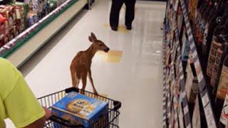 See Deer Walk in to Grocery Store Through Automatic Doors