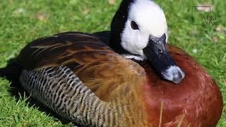 Interesting facts about white faced whistling duck by weird square