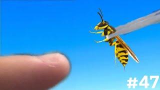 STUNG BY A EASTERN YELLOWJACKET (Vespula Maculifrons)