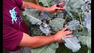 How To Harvest Broccoli