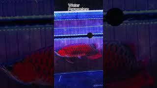 Arowana Care Guide in Under a Minute #pets #trending #viral #shorts #short #shortvideo #reels