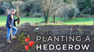 Planting a Native Hedgerow with Bareroot Plants -- Wild Food Abundance