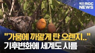 "오렌지 죽고, 고지대로 간 포도"..기후변화에 세계도 시름[목포MBC 뉴스데스크]