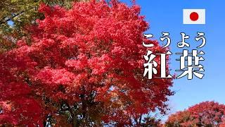 Japanese Listening Practice | Let's Go See Autumn Leaves!