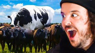 The Biggest Cow in The World