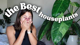 Houseplants that ALWAYS look AMAZING easy care & low maintenance