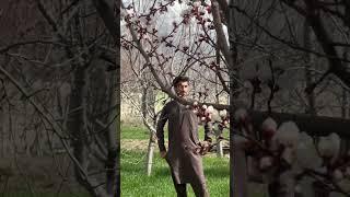 Blossom vibes #viralvideo #youtubeshorts #youtubevideo #shorts #shortvideo #explore #viralshort