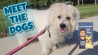 MEET THE DOGS | Dog Guy Darin | Meet SCOOTER the TERRIER Dog Info #DogGuyDarin #DogWalking