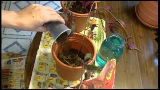 TUTORIAL - ROOTING AND POTTING PLANTS PURPLE PASSION