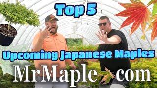 Top 5 Most Anticipated Japanese Maples Returning to MrMaple.com!