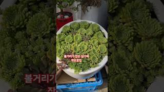 인도위에 작은꽃집 바위솔과&다육이 #내사랑지금어디 #김용빈 #미스터트롯3