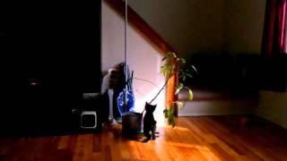Kitten finds plant super entertaining