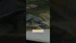 Why Does This Turtle Have a Pig Nose? 