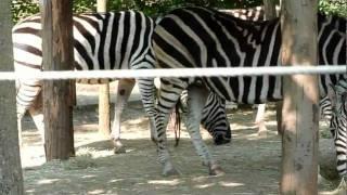 Chapman Zebra's, London Zoo