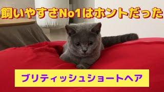 [British Shorthair] named Aoba from England. see me meow # British Shorthair # Cat # Cute