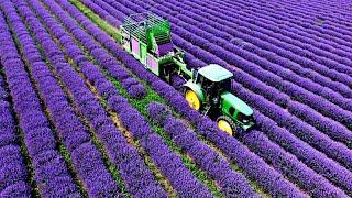 Lavender Harvest & Oil Distillation | Valensole - Provence - France | large and small scale