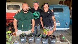 Avocado Grafting Class