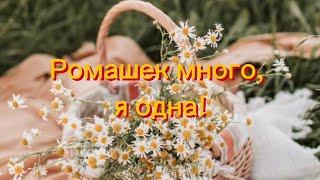 Ромашка аптечная  Matricaria chmomilla