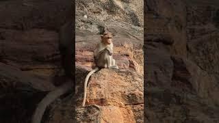 Monkey in Badami Fort | Bonnet Macaque Monkey