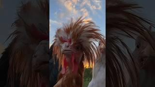 El gallinazo