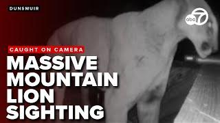 Dunsmuir locals share video of huge mountain lion visiting at night