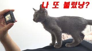 부르면 어슬렁어슬렁 오는 고양이(When I call my Russian blue kitten, she came to me quietly)