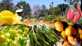 Fruit plants at my farm near Bangalore  update