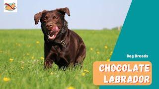 Chocolate Labrador: A Complete Guide to The Rare, Irresistible Lab Dog!