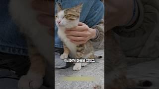 사라진 길고양이를 찾아 그의 아지트로 가보았더니...!
