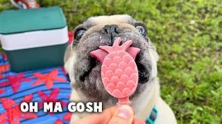 Making Ice Cream For Dogs What Can Go Wrong? Dog Ice Cream DIY ** TOO FUNNY