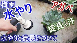 【水やり】アガベの水やりと徒長について。生育環境を把握しましょう【Agave】【園芸】