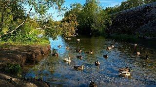 Enten quaken an einem Fluss im Wald