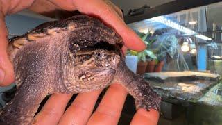 Making the ULTIMATE snapping turtle tank