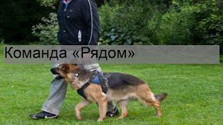 Команда «Рядом»