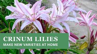 Crinum Lilies - How To Make New Varieties at Home (step-by-step)