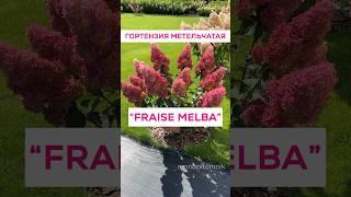 Гортензия метельчатая “FRAISE MELBA”  #гортензия #гортензияметельчатая #fraisemelba