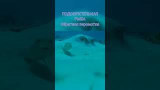 подозрительная рыба обратка #shorts #memes #мемы