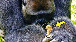 Angry Gorilla Refused To Let Anyone Near Him, Then Staff Checked His Hands and Saw The Incredible...