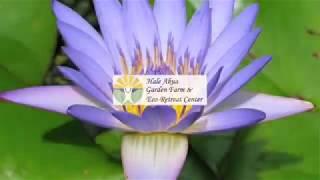 Health And Wellness Retreat Overview - Maui Eco Retreat - Hale Akua