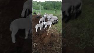 #adorable #nature #lamb the cute lambs are in a farm. 