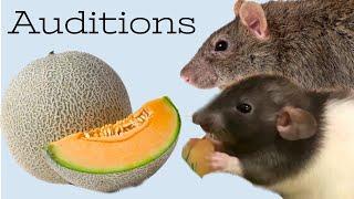 The Rat Review: Auditions Ep 1 (Cantaloupe)