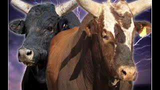 TOP 10 PBR BUCKING BULLS (2014)