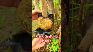 Plant Grafting Hack: Grow Your Dream Plants Faster! #gardening #agriculture