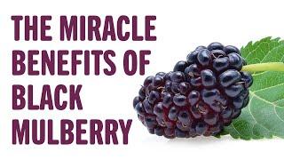 The miracle benefits of Black Mulberry | Interesting to know | Keep it in mind