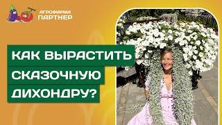 КАК ВЫРАСТИТЬ ДИХОНДРУ СПОСОБЫ И СРОКИ ПОСЕВА, ПЕРЕВАЛКА, РАЗМНОЖЕНИЕ ЧЕРЕНКОВАНИЕМ