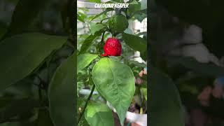 Calm before the storm #carolinareaper #hotpepper #garden #gardening