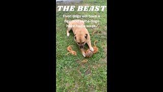 The Beast poem by icon303 #shorts